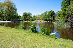蒼鷺站在陽光普照的公園池塘附近的草地上，背景有樹木和人。 — 阿姆斯特丹 壁紙