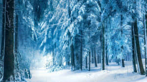 藍色冬季天空下，高聳樹木覆蓋著白雪的森林。 — 冬季風景 壁紙