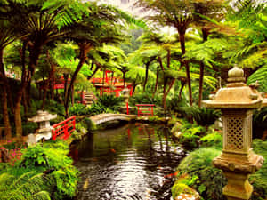 日本庭園，有石燈籠、錦鯉池和紅色小橋，被蕨類植物環繞 — 日式審美桌面 壁紙