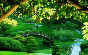 在明亮的陽光下，一座木橋橫跨在寧靜的日本花園中的池塘上。 — 花園 壁紙