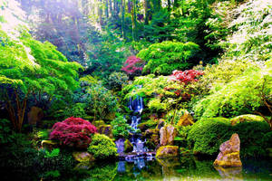 一個寧靜的日本花園，瀑布流入池塘，周圍環繞著茂密的綠色植物和洋紅色的樹木。 — 花園 壁紙
