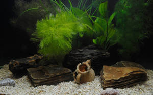 水族箱，有綠色植物、浮木和白色礫石上的陶瓷盆。 — 美學大理石 壁紙