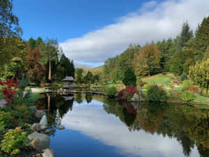 在藍天下，一個平靜的池塘被秋樹和花園涼亭環繞。 — 日式自然壁紙