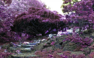 一個帶有大樹和石徑的紫色花園。 — 花園 壁紙