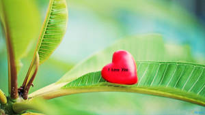 大自然中一片綠葉上帶有 I Love You 文字的紅色心形。 — 綠色愛心 壁紙