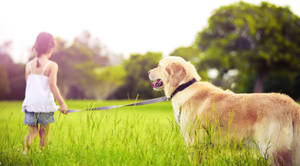 女孩在陽光明媚的草地上用牽繩遛黃金獵犬。 — 德國狼犬 壁紙