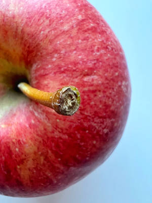 一個新鮮的紅蘋果，帶有乾燥的莖，背景是藍色。 — 蘋果標誌 iPhone 壁紙