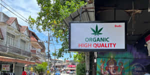 一個商店招牌，在熱帶城市街道環境中宣傳有機高品質大麻花蕾。 — 大麻 壁紙