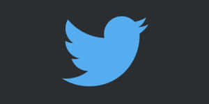 深灰色背景上的藍色Twitter鳥標誌 — 推特 壁紙