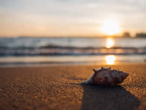 沙灘上的貝殼，金色夕陽與海浪為背景 — 海灘 壁紙