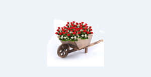 裝滿紅色和白色花朵的木製手推車，用於花園裝飾。 — 春天 壁紙