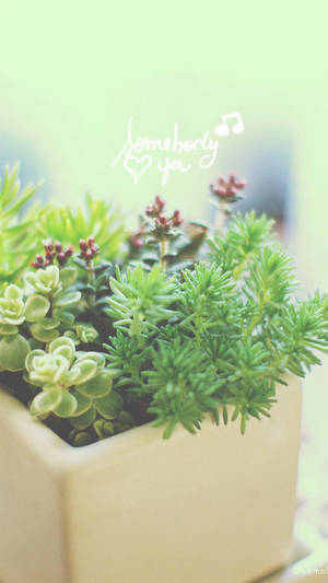 米色花盆中各種多肉植物，手寫文字「somebody ya」配上心形和音符。 — 自然 iPhone 壁紙