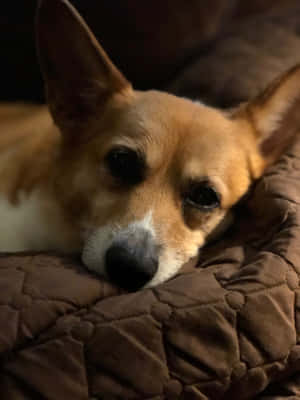 一隻柯基犬在室內將頭擱在棕色絎縫毯子上。 — 可愛小狗 壁紙