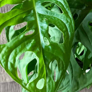 充滿活力的綠色龜背竹葉，帶有天然孔洞和光澤表面。 — 植物美學 壁紙