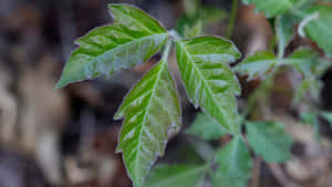 毒藤葉的特寫，顯示三片小葉和毛茸茸的邊緣。 — 紫色玫瑰 壁紙