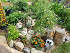 一個充滿活力的花園，有橙色萬壽菊、白色雛菊和綠色植物，周圍環繞著岩石和圓木。 — 花園 壁紙