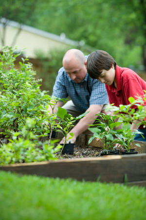 父親和兒子在花園床中種植胡椒幼苗。 — 花園 壁紙