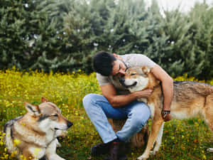 男人在黃色野花田裡擁抱一隻狼犬，附近有另一隻狗。 — 酷炫狼 壁紙
