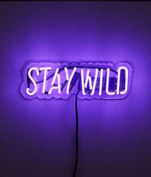 安裝在牆上的紫色霓虹燈牌，上面寫著「STAY WILD」。 — 霓虹燈 壁紙