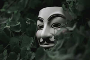 白色 Guy Fawkes 面具部分隱藏在深綠色樹葉中。 — 駭客面具 壁紙