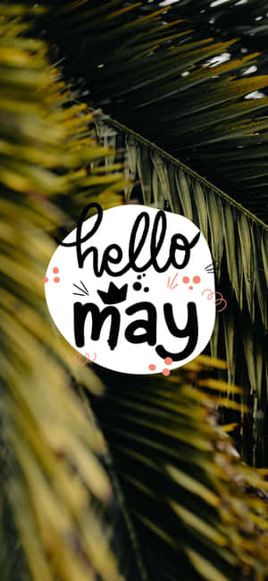 Hello May 文字在一個白色圓圈內，周圍環繞著棕櫚葉。 — iPhone 14 Pro Max 壁紙