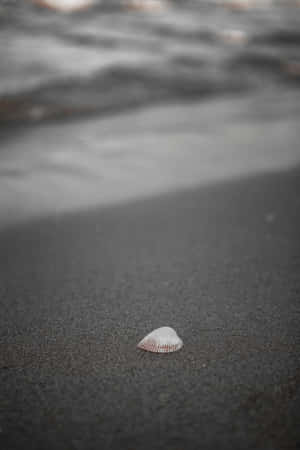 深色濕沙上靠近海浪的小白色貝殼。 — 小米平板 壁紙