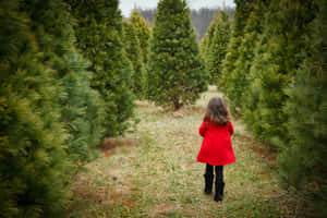 一個穿著紅色外套的小孩在聖誕樹農場的常青樹行之間行走。 — 聖誕樹動畫 壁紙