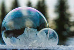 雪地上常綠樹附近帶有霜凍圖案的冰凍肥皂泡。 — 泡泡小隊 壁紙