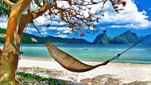 熱帶海灘上開花樹下的吊床，有山脈和海洋。 — 海灘桌面 壁紙