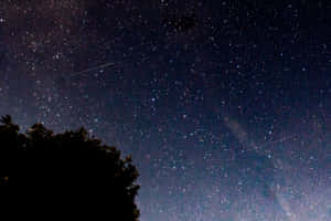 繁星點點的夜空，流星軌跡在樹梢剪影之上 — 美麗的夜晚 壁紙
