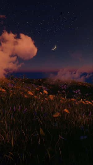 繁星點點的夜空，新月在野花田上空。 — 自然 壁紙