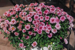 一個裝滿粉紅色菊花和綠葉的花盆，在明亮陽光下。 — 菊花 壁紙