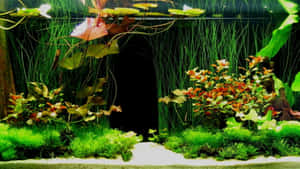 水族箱，有綠色苔蘚和植物圍繞著一個黑暗的隧道。 — 水族箱 壁紙
