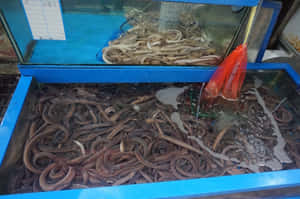 藍色市場水族箱中的活鰻魚和海參。 — 水族箱 壁紙