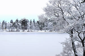 冬日被雪覆蓋的樹木環繞的冰凍湖泊。 — 冬季風景 壁紙