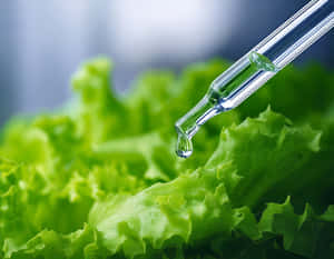 一個滴管將一滴液體滴在新鮮的綠色生菜葉上。 — 簡約 壁紙