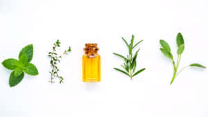 精油瓶被新鮮薄荷、百里香、迷迭香和鼠尾草包圍在白色背景上 — 乾淨 壁紙