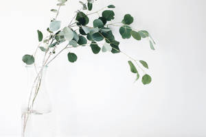 白色背景上玻璃花瓶中的尤加利樹枝。 — 植物美學 壁紙