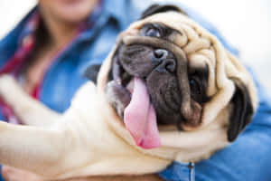 一個人抱著一個開心的巴哥犬，牠伸出舌頭。 — 可愛小狗 壁紙