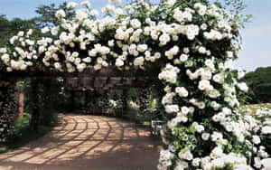 陽光花園中的白玫瑰拱門，配有石徑和綠植。 — 花園 壁紙