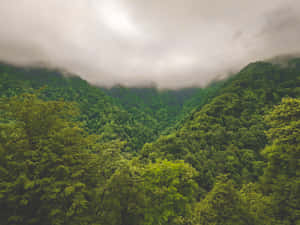 多雲天空下霧氣瀰漫的青山和森林山谷 — 叢林 壁紙