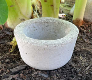 一個灰色混凝土花盆在花園土壤中，靠近香蕉植物。 — 混凝土 壁紙