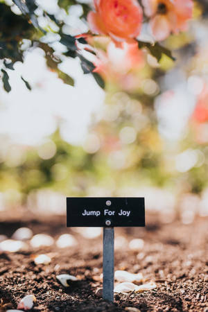 一個寫著 Jump For Joy 的花園標牌，被落下的花瓣和盛開的玫瑰環繞。 — 正向 壁紙