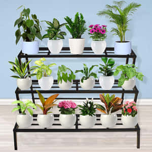 三層黑色植物架，擺放十五盆室內各式盆栽。 — 花園 壁紙