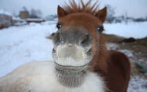 一匹白色口鼻的棕色馬在雪地中直視鏡頭。 — 可愛的馬 壁紙
