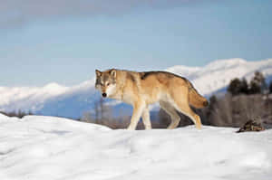 一隻狼在深雪中行走，背後有山巒 — MacBook Air 13 壁紙