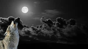 狼在黑夜中對著月亮嚎叫，烏雲密佈 — 狼 壁紙