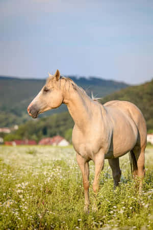 一匹奶油色的馬站在開滿白花的田野裡，背景有山丘。 — 可愛動物動圖 壁紙
