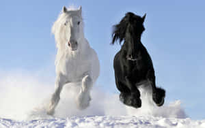 兩匹馬在雪中奔跑，風吹動牠們的鬃毛 — 高解析度馬匹 壁紙