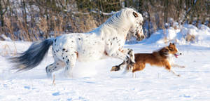 一匹馬和一隻狗在雪地上一起奔跑。 — 賽馬 壁紙